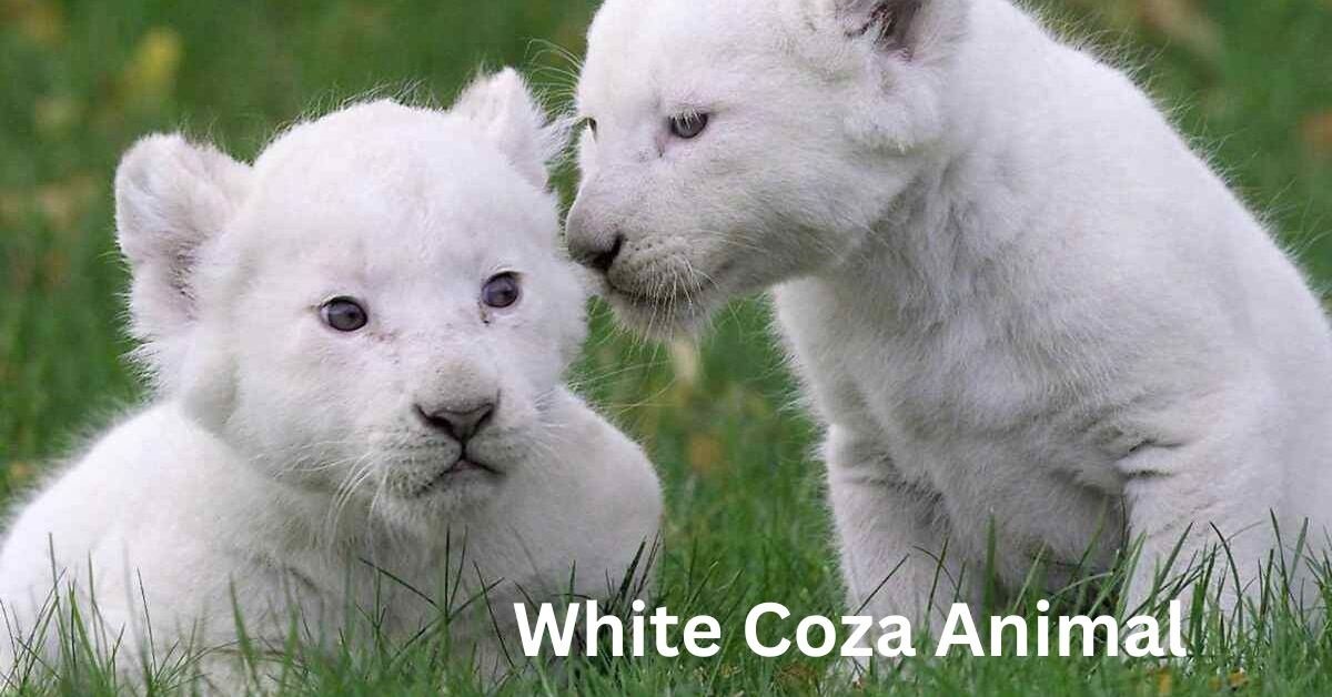 white coza animal